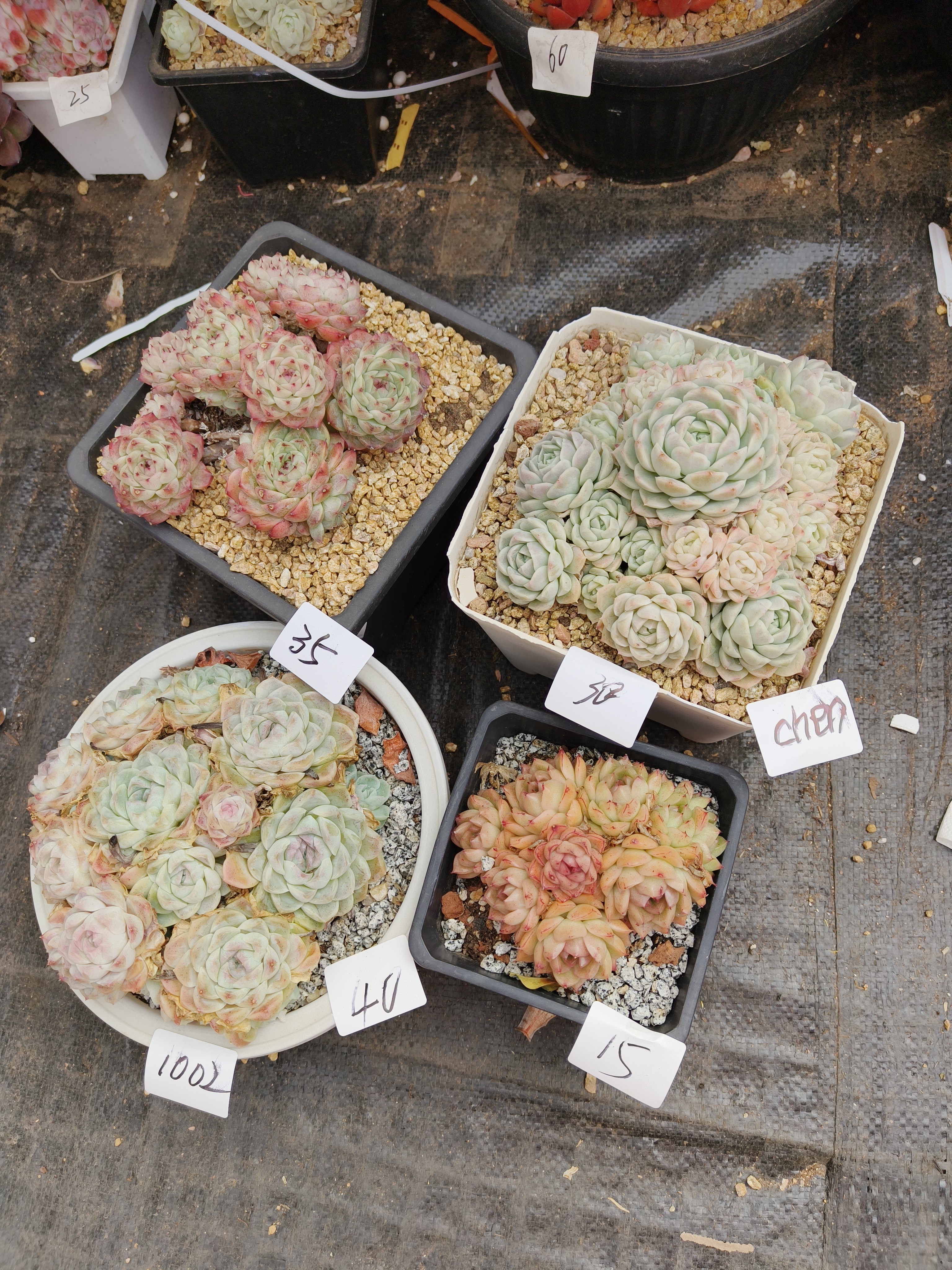 1002花掌柜精品杂交多肉4盆