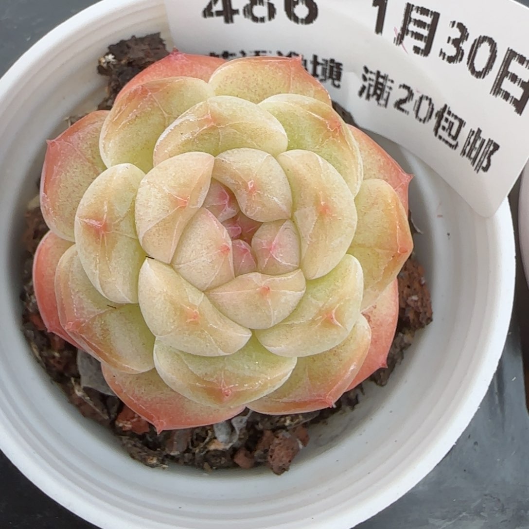 花语逸镜0130-486