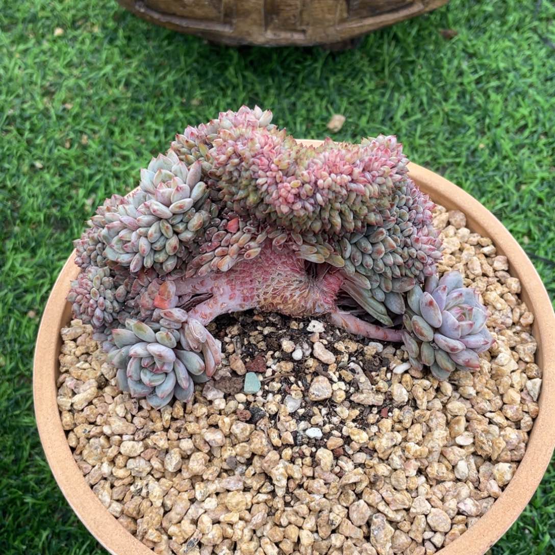 星星橙缀化多肉植物