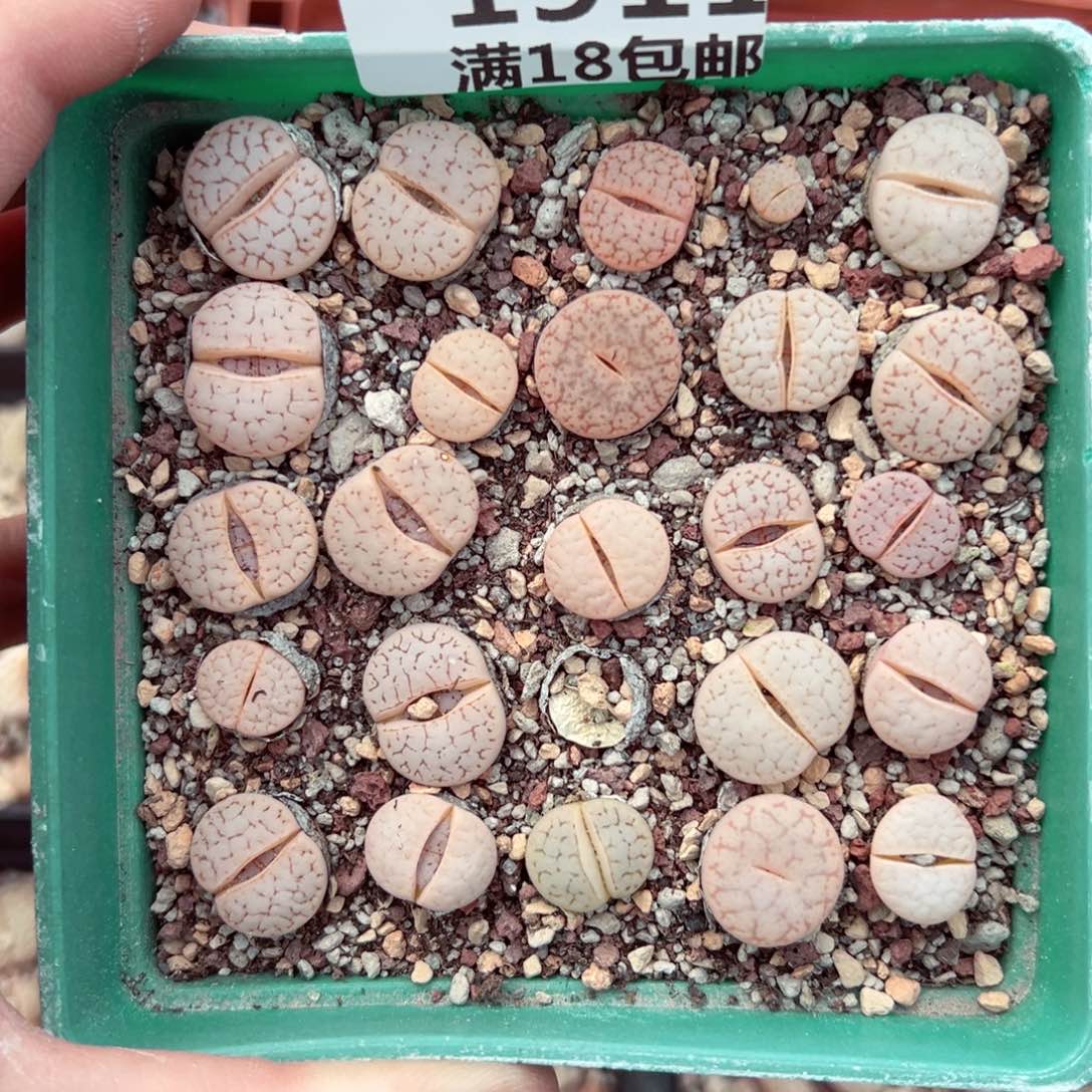 【闪购商品】1911……