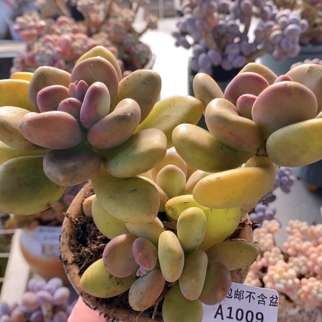 芒果奶老桩13cm1009多肉植物