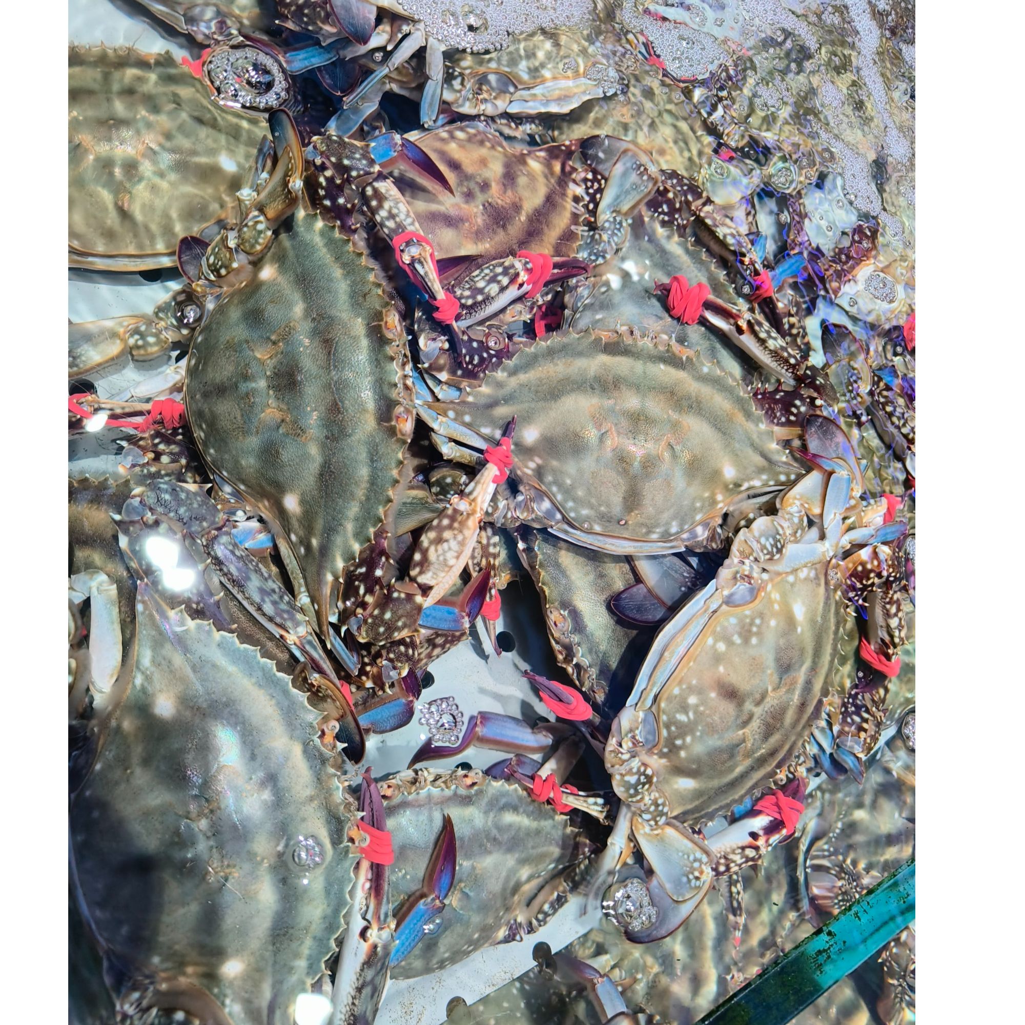 小飞蟹3斤，单只1-1.5两【保鲜不保活】