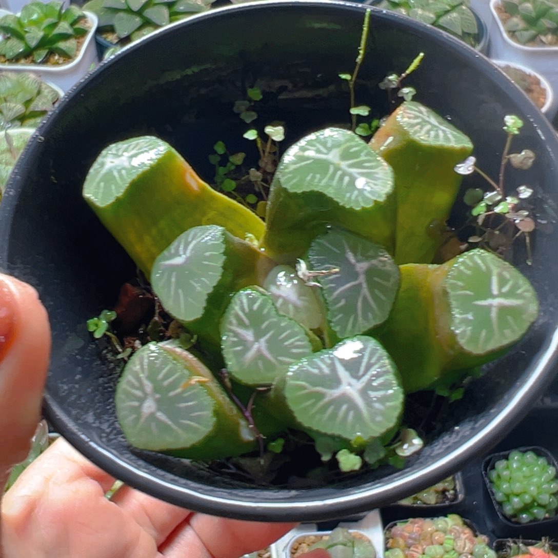 玉龙万象多肉多肉多肉1