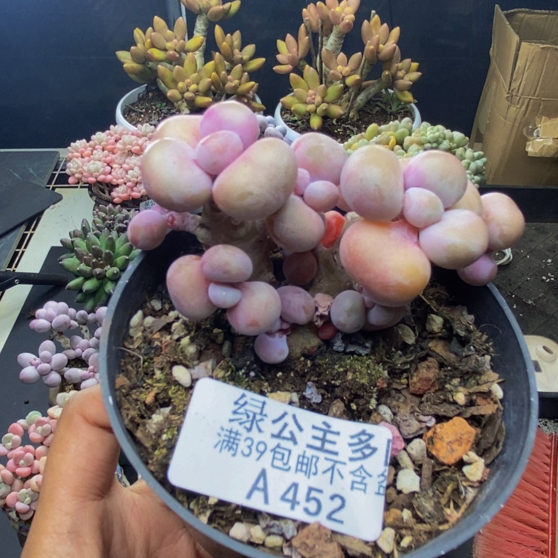 452腰子桃蛋多肉有砍