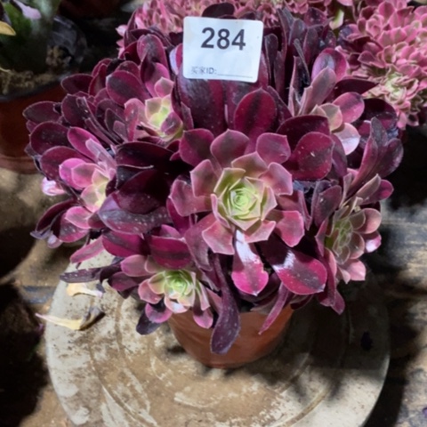 美杜莎绣球一物一拍