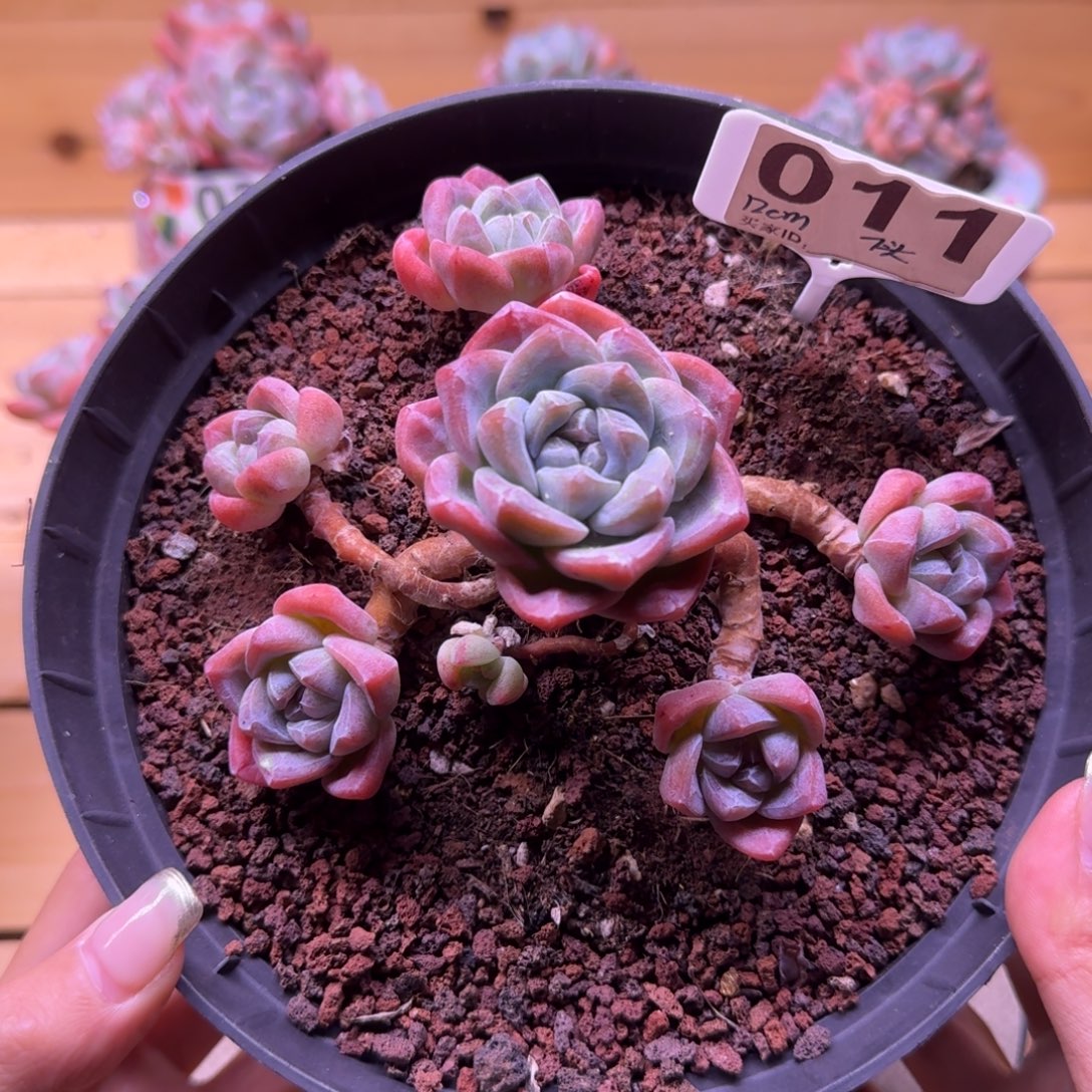 011号老桩冰玉7头12cm