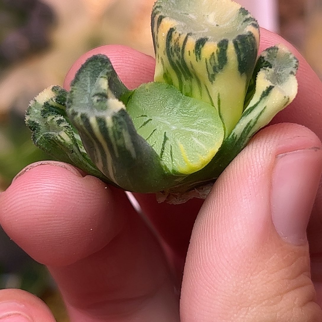 巨大化花玲锦十二卷