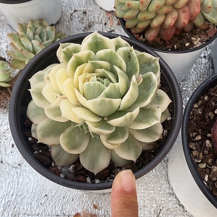 昂景12223345667在