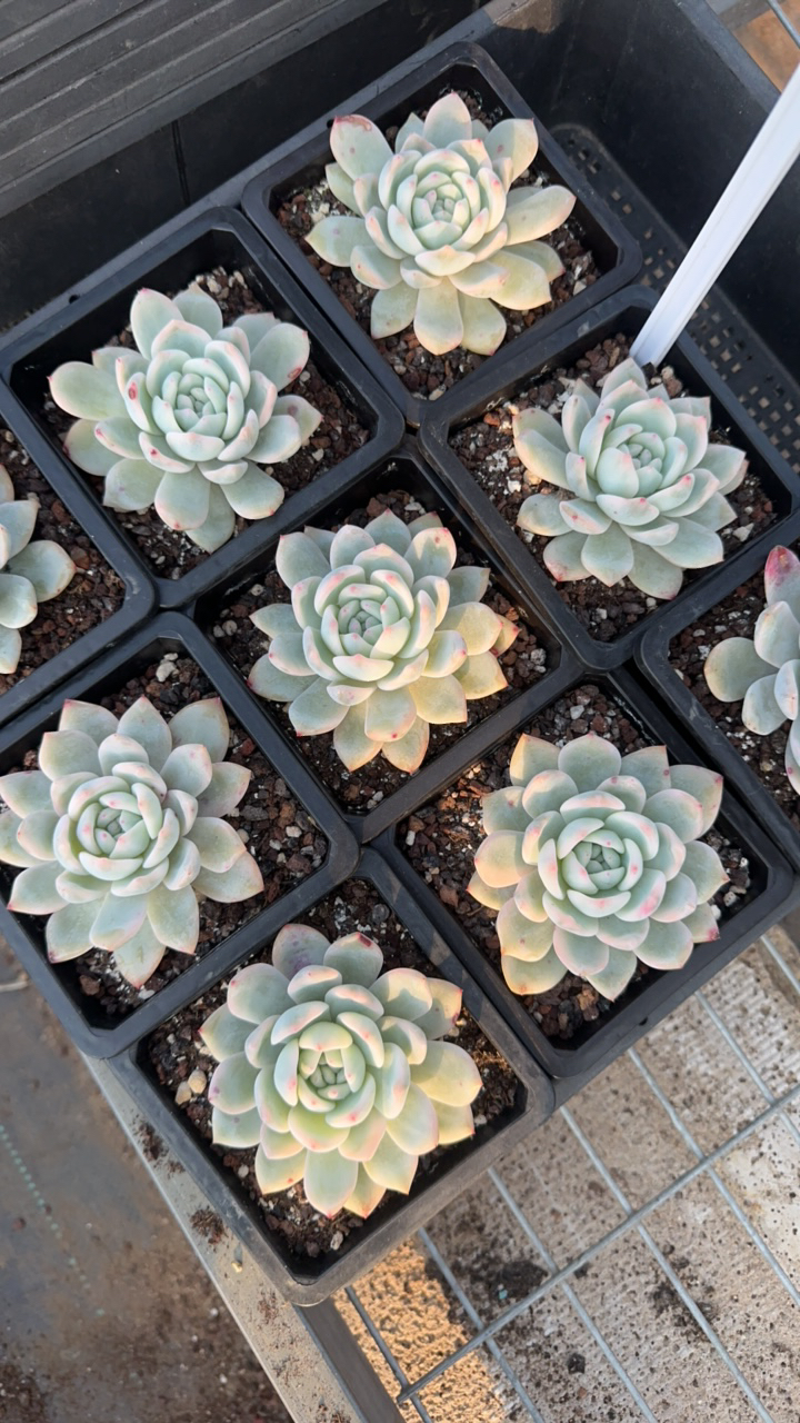 梦露锦多肉植物 脱土