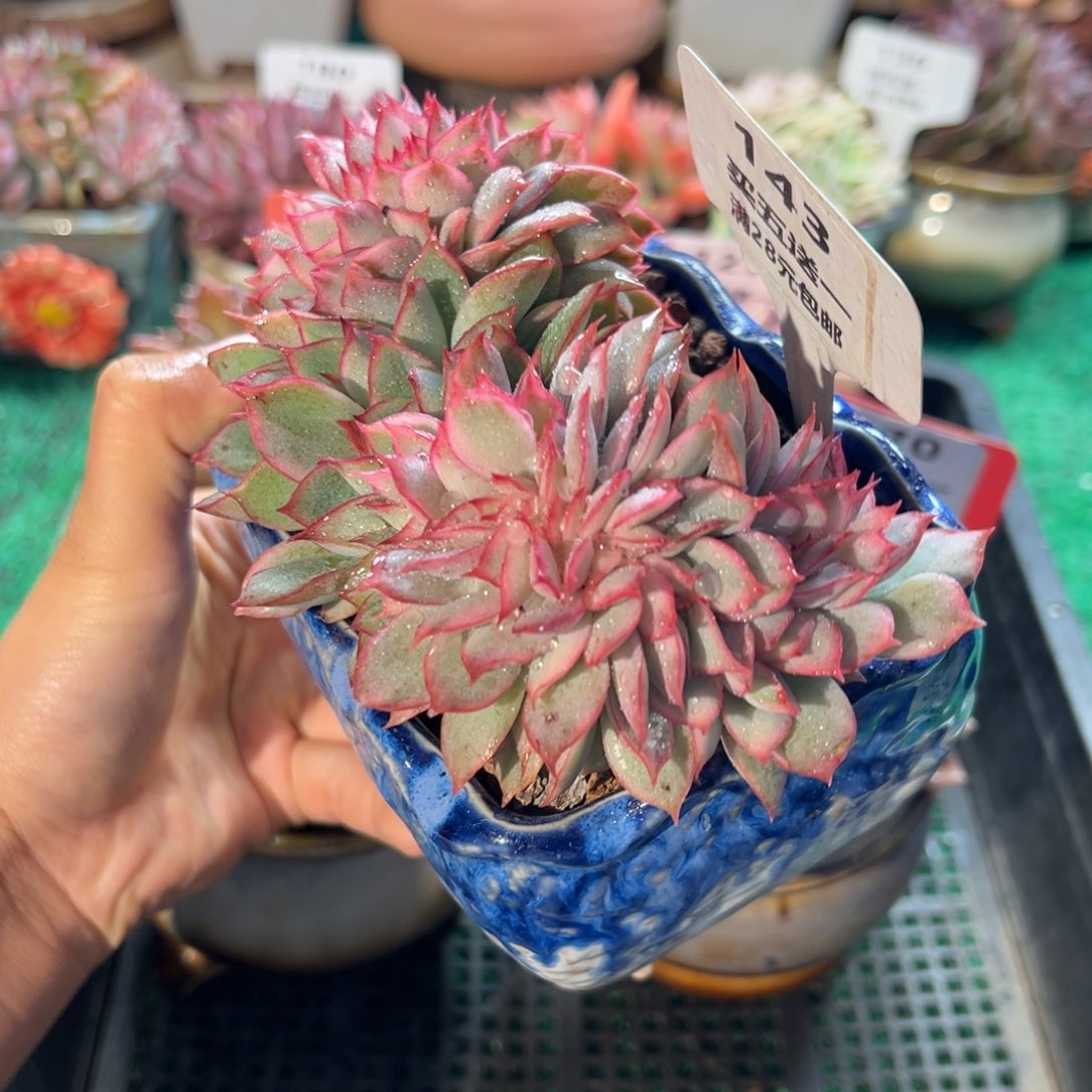 表妹精品多肉植物143.