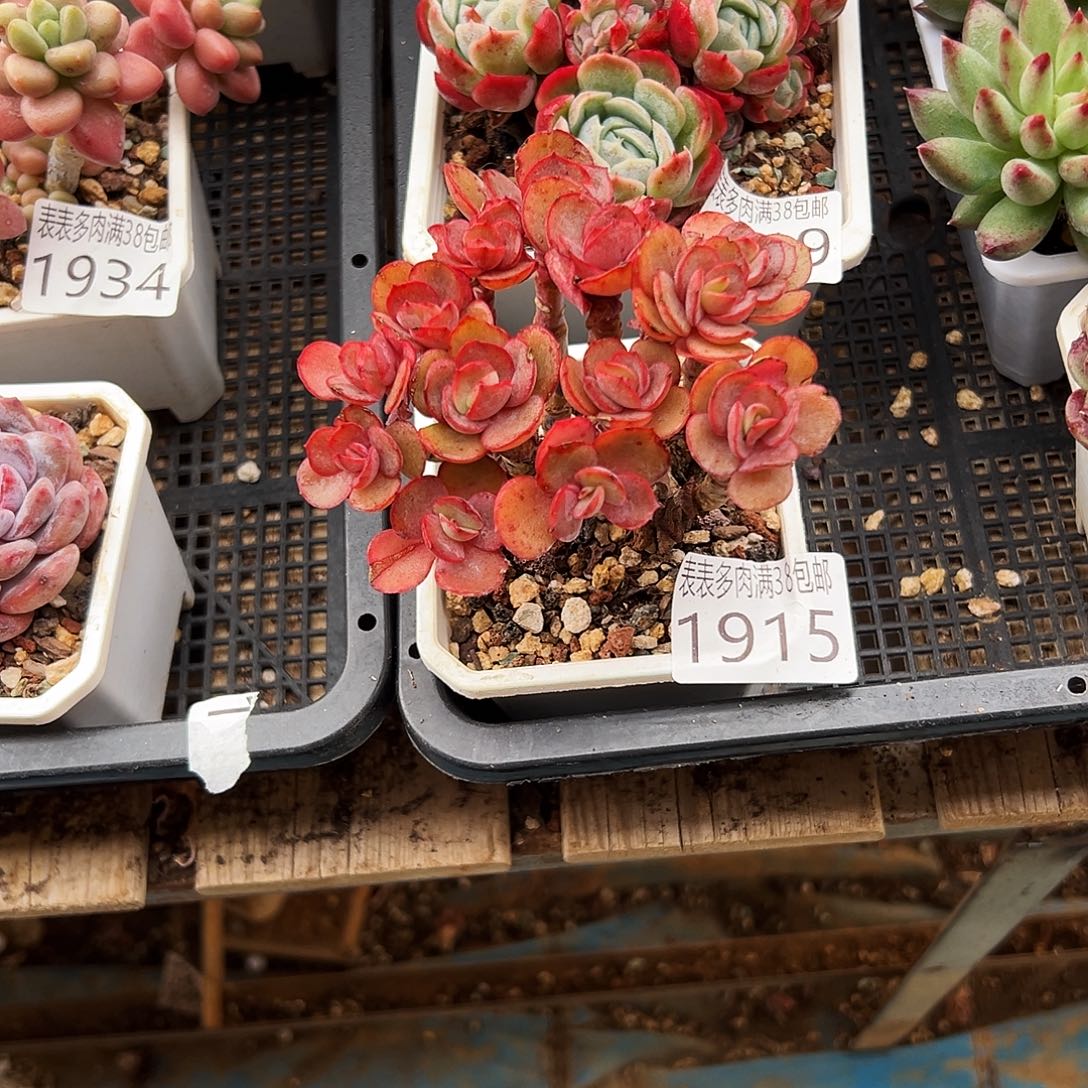 多肉一物一拍植物1915