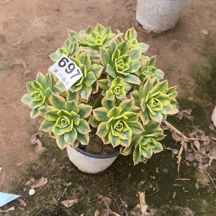 697。                 
