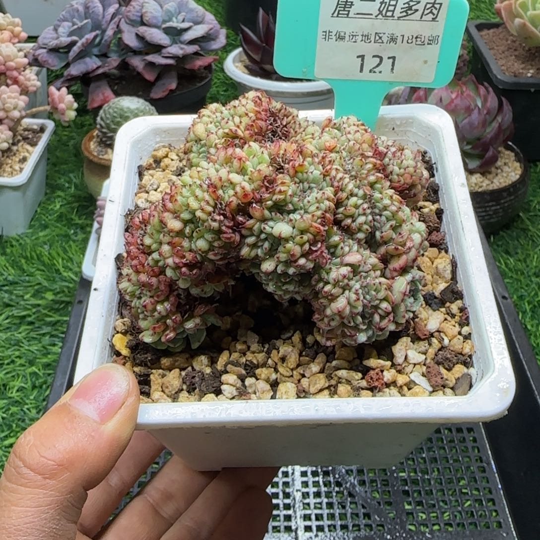 唐二姐多肉编号121
