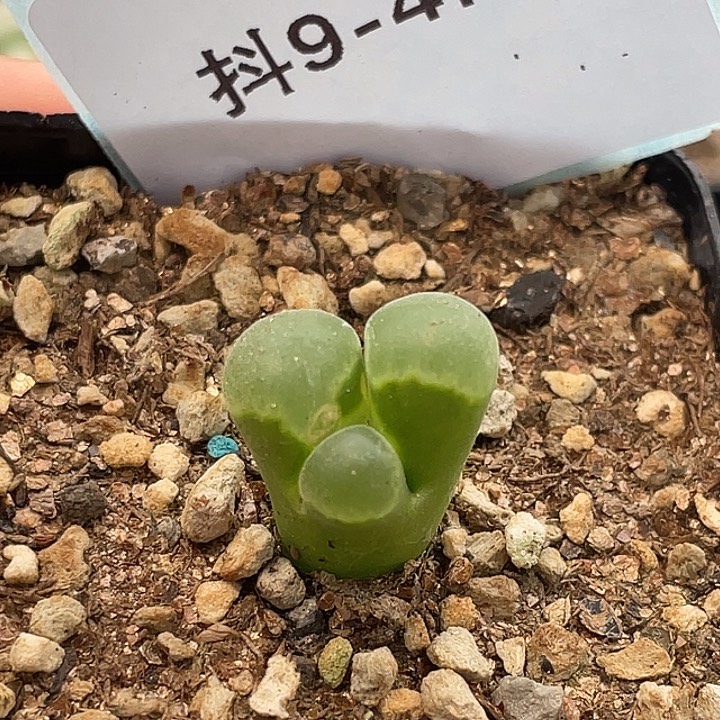 9-47极窗奔多肉植物肉锥