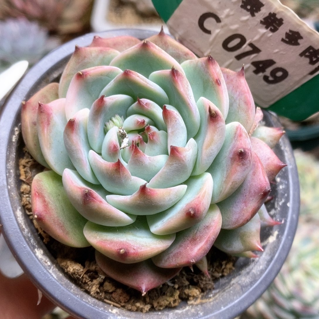 749锦锦锦锦锦锦锦锦