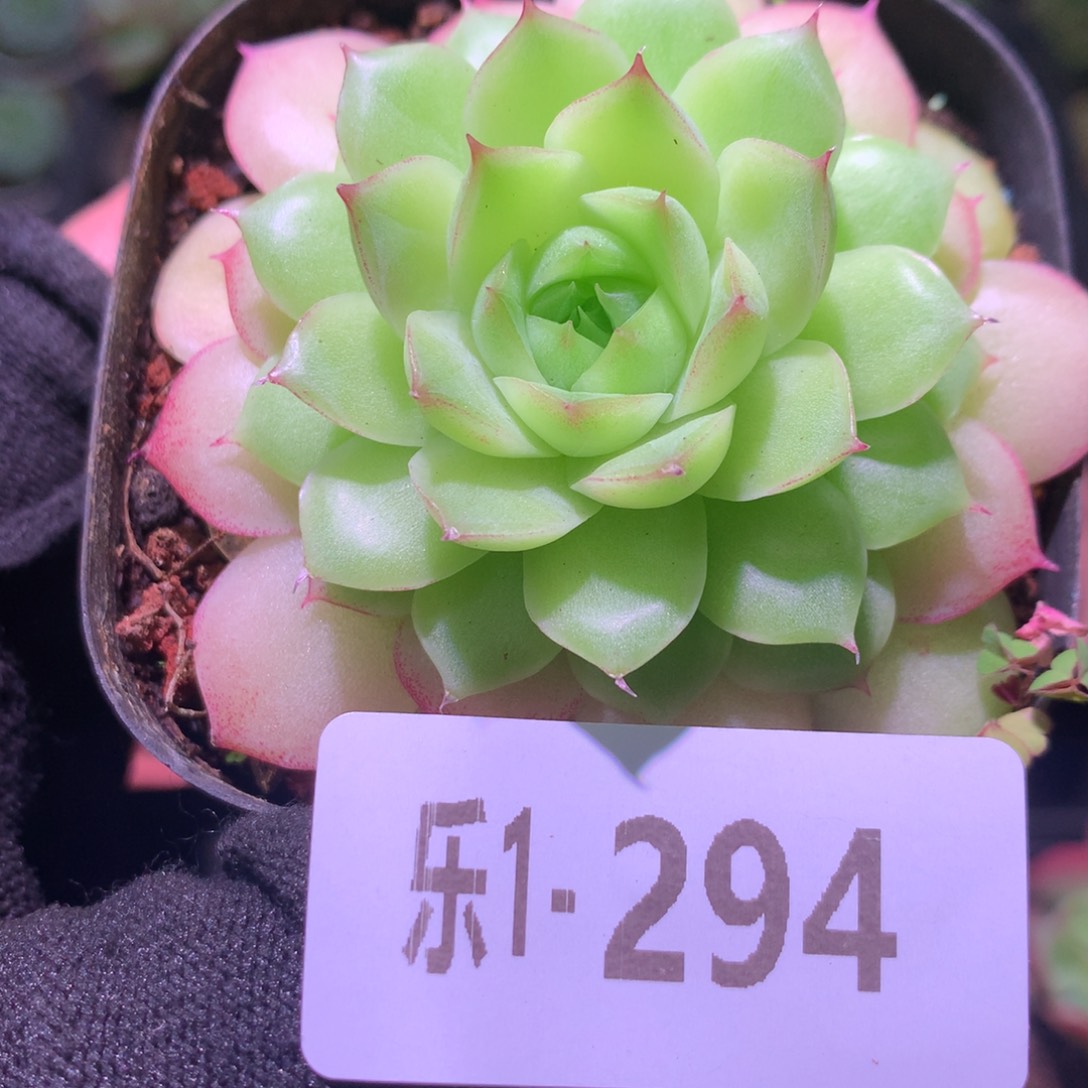 乐然1-294 麦秆单头 