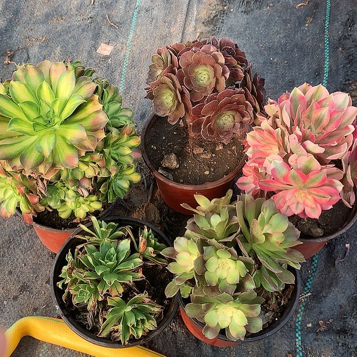 336五棵多肉植物