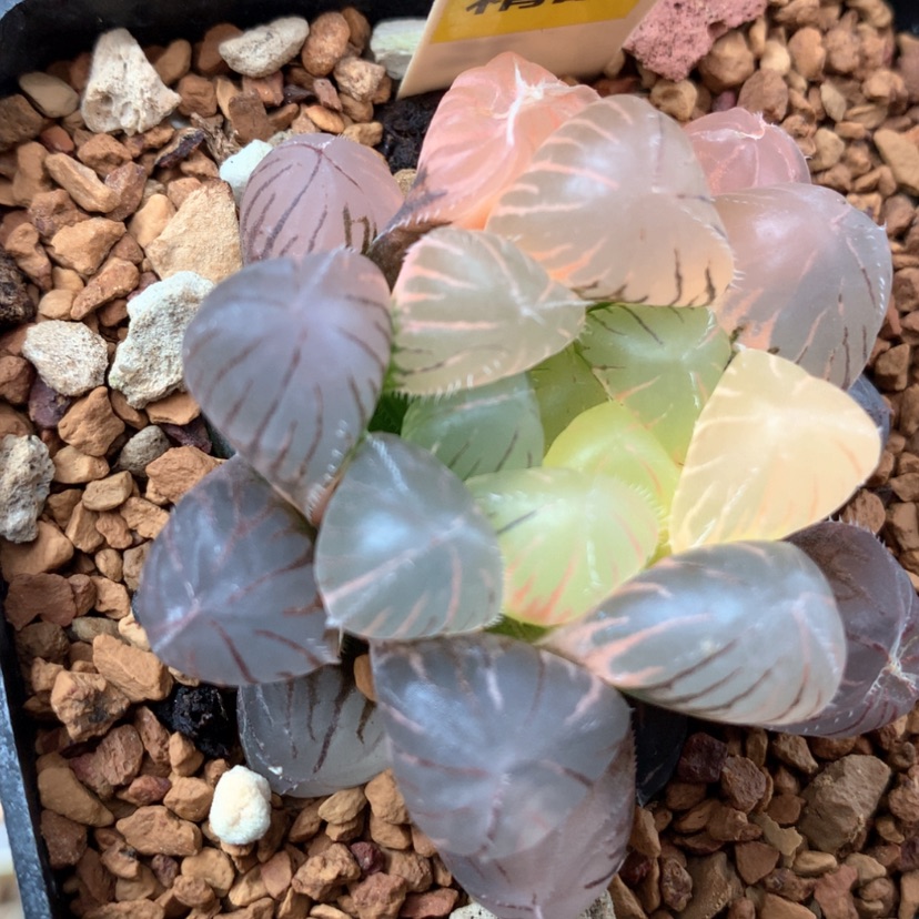 【闪购商品】399紫镜