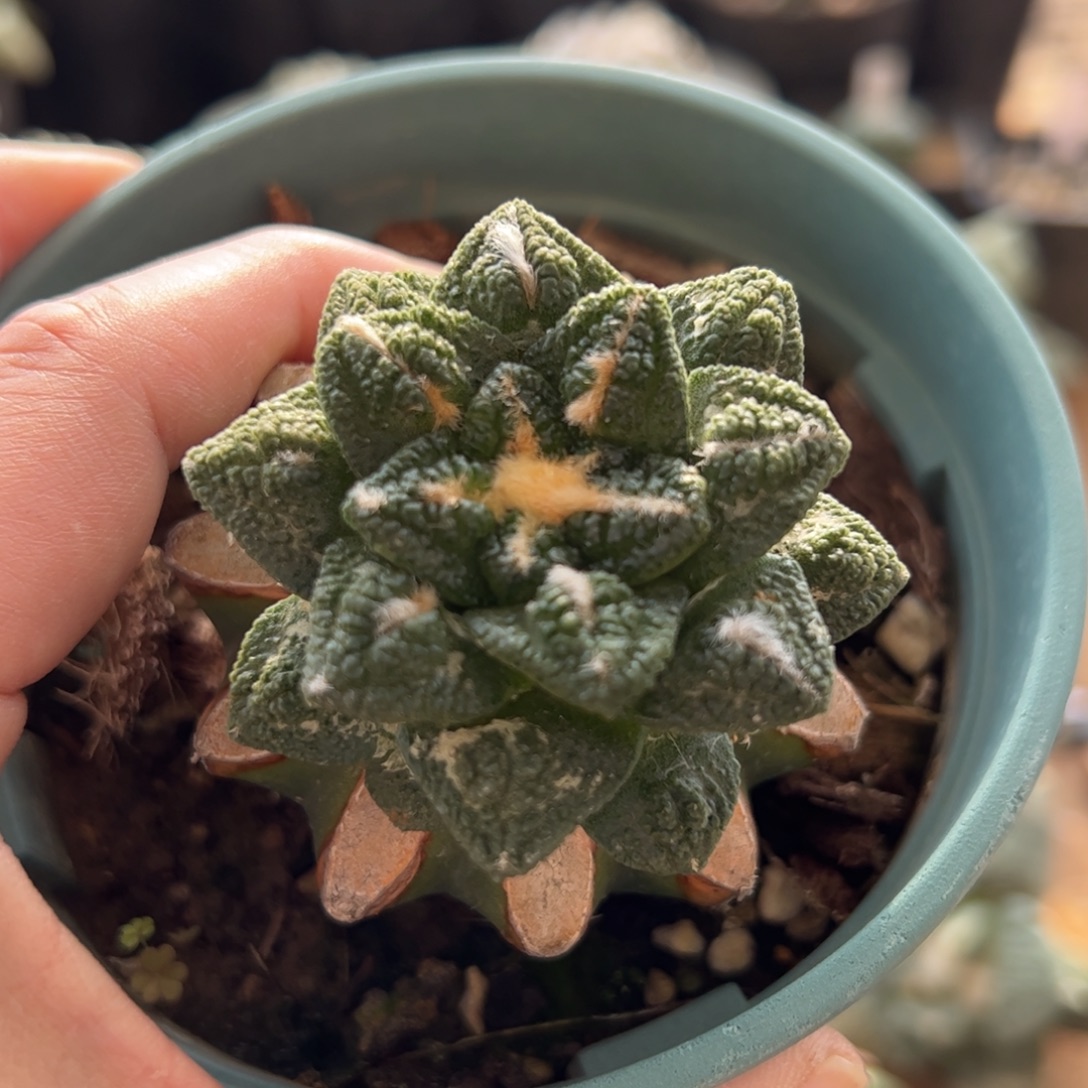 无花朵643实生辛顿5.4cm