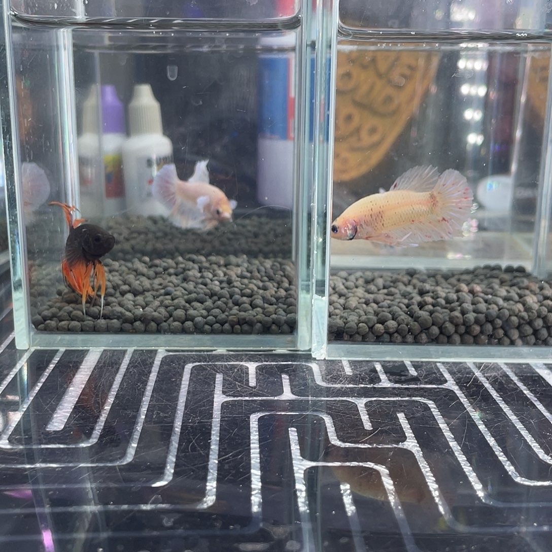 斗鱼28号1127早两只