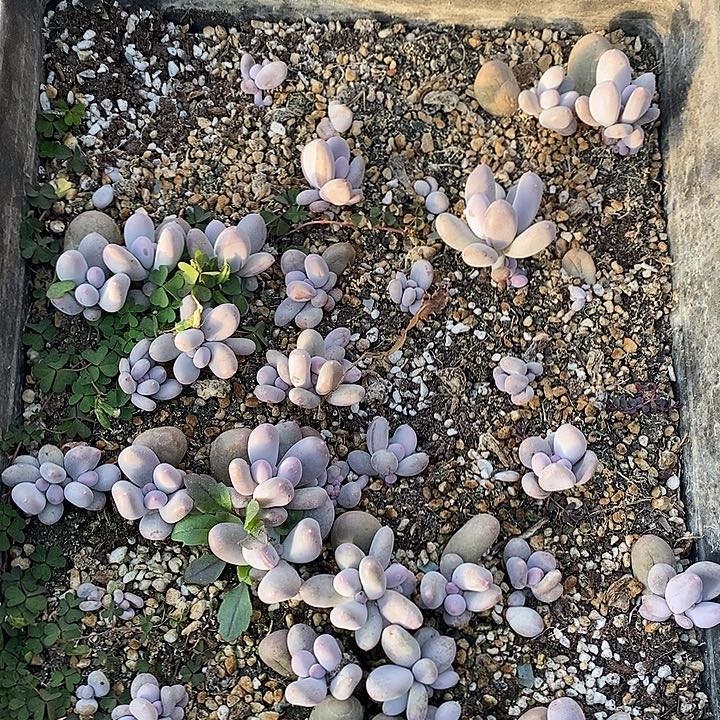 玫***瑰无花朵整筐米可叶插