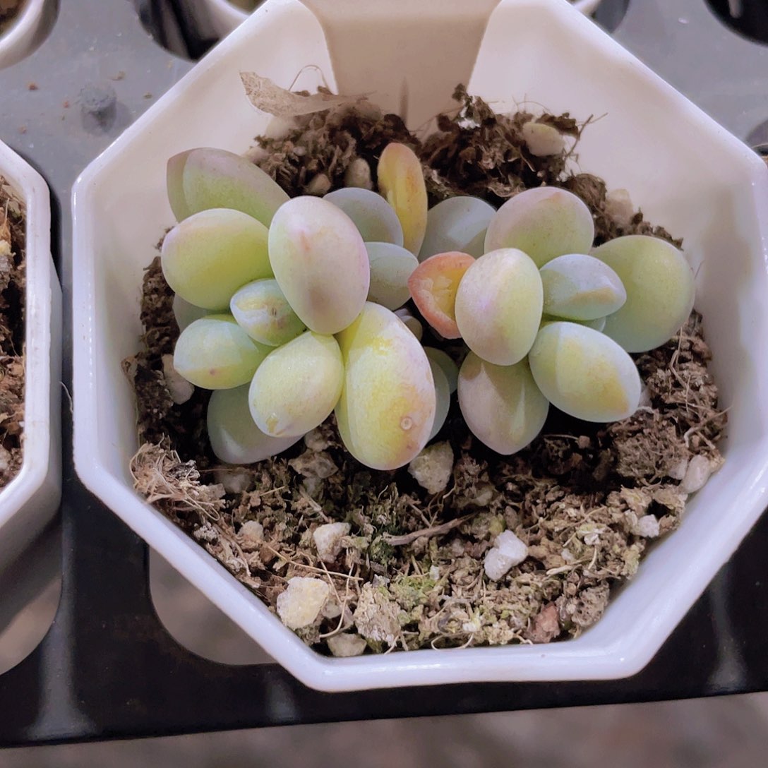 彩虹雪美人e002一物一拍