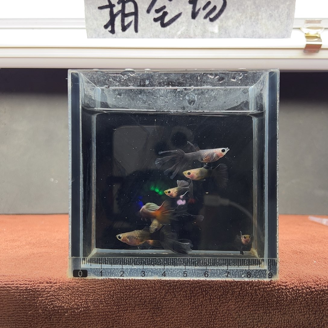 孔雀鱼蓝礼服燕尾玻璃8条