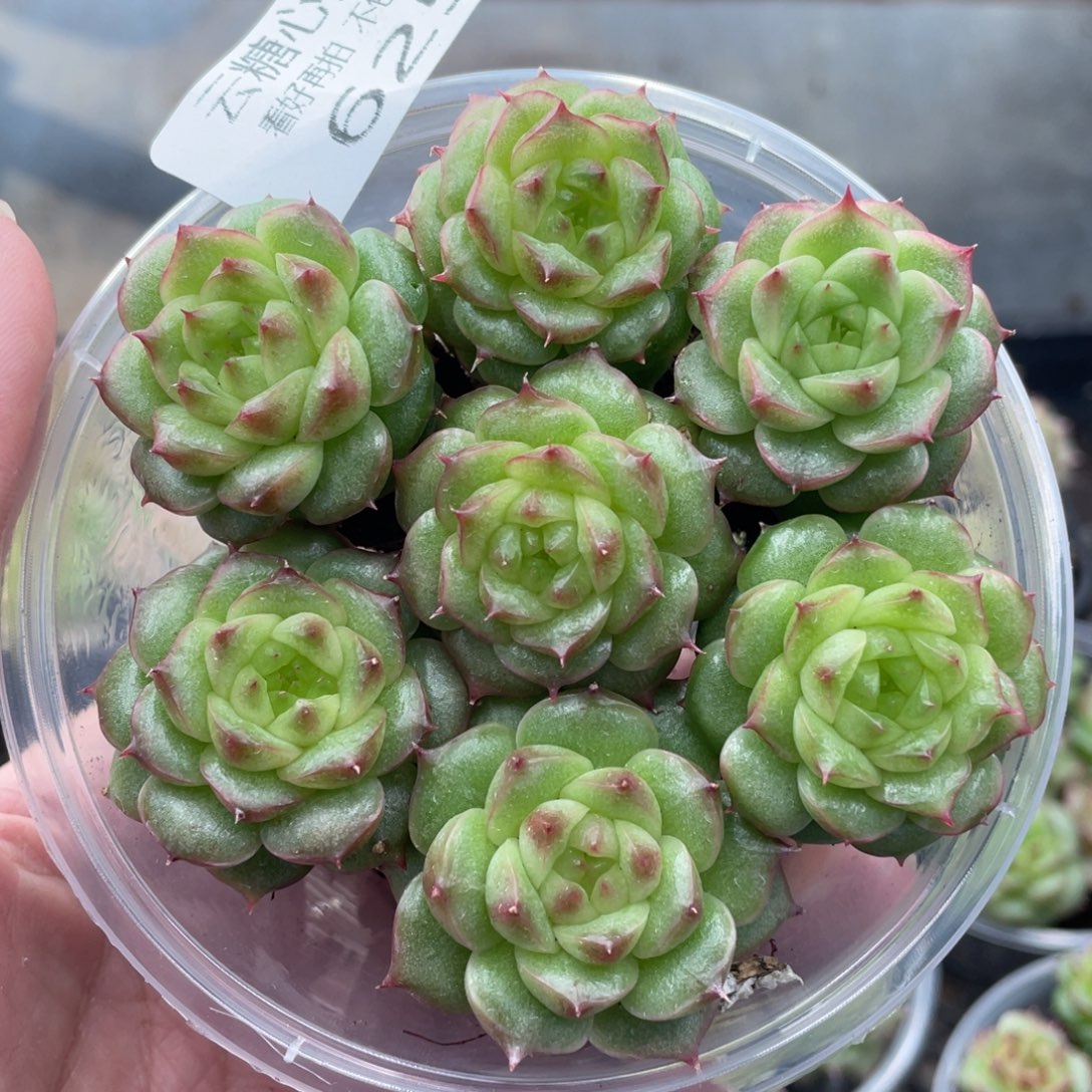 云糖心多肉植物625
