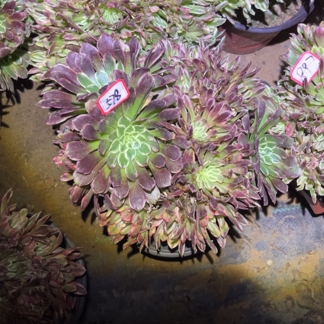 578多肉植物金丝菊朵朵