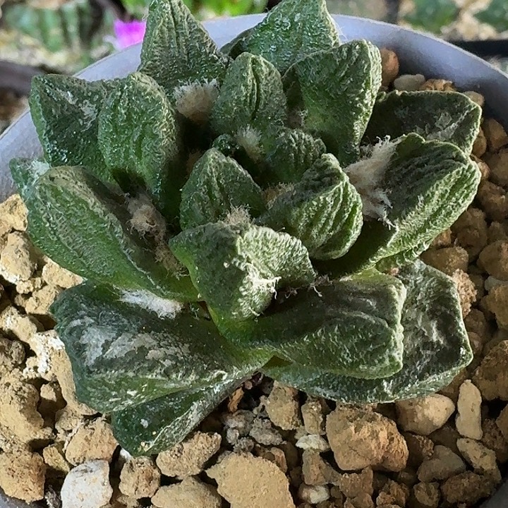 南***舰无花朵自根龙角204