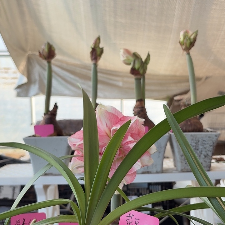 无花朵物华天宝朱顶红直径4.5 根系一般