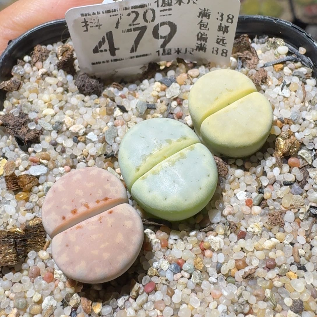 Sss清仓便宜出479