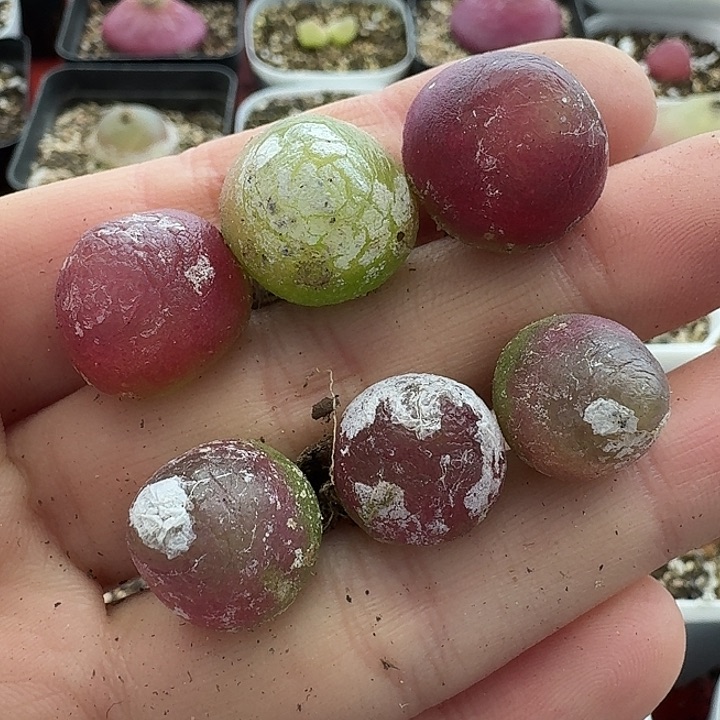 老马生石花灯泡2215