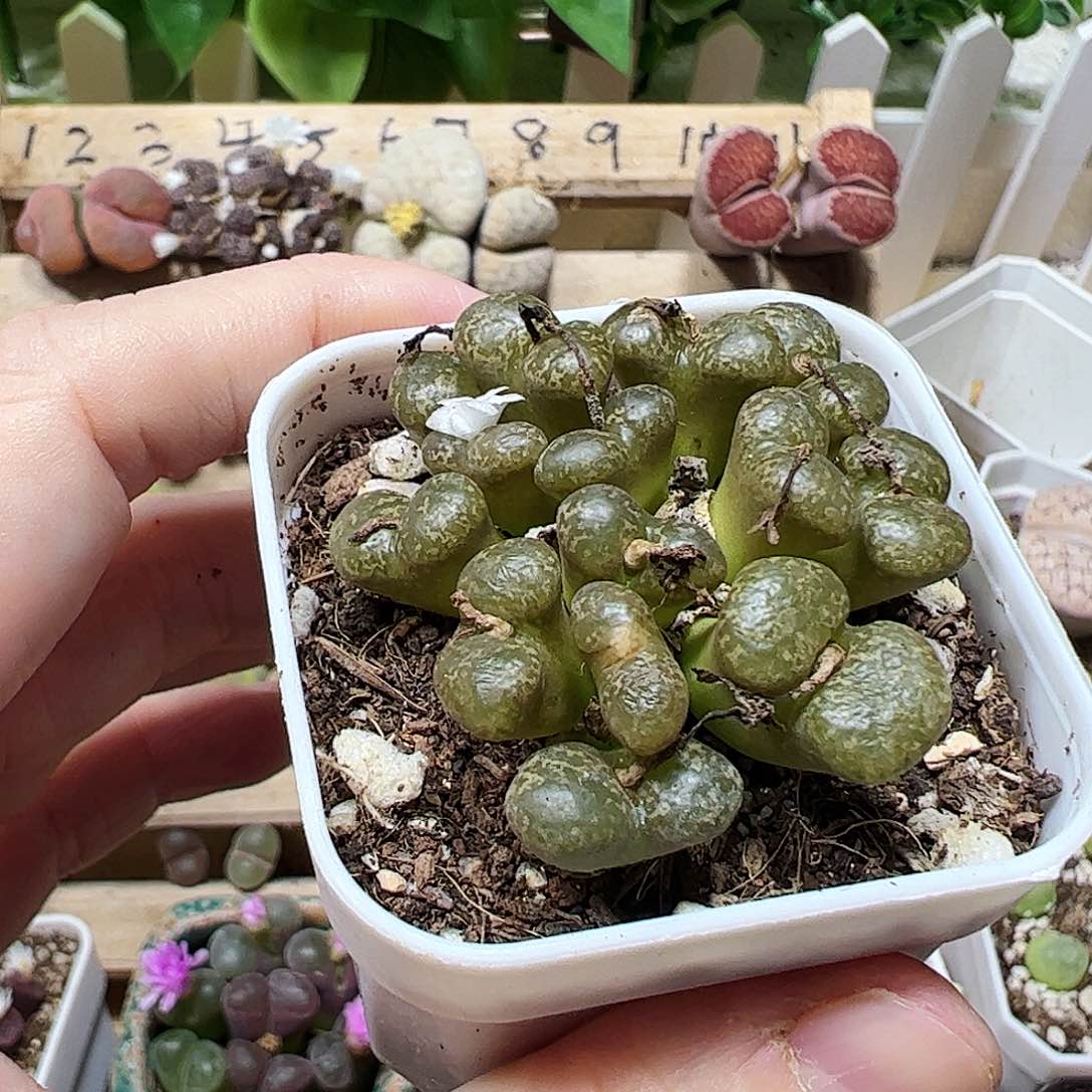 无花朵橘***31002001/拿铁多肉植物馆