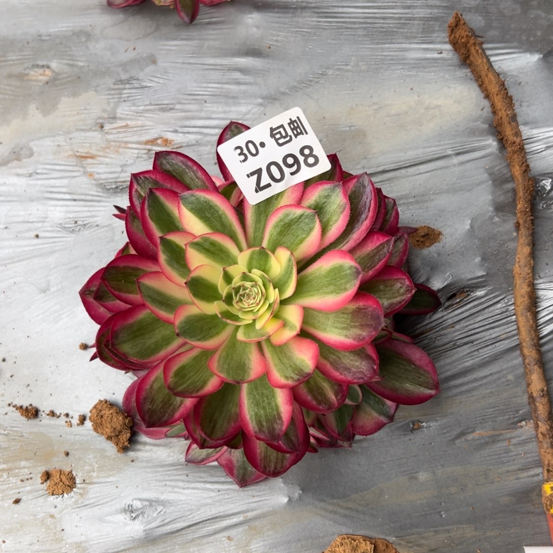 098倾城，多肉法师