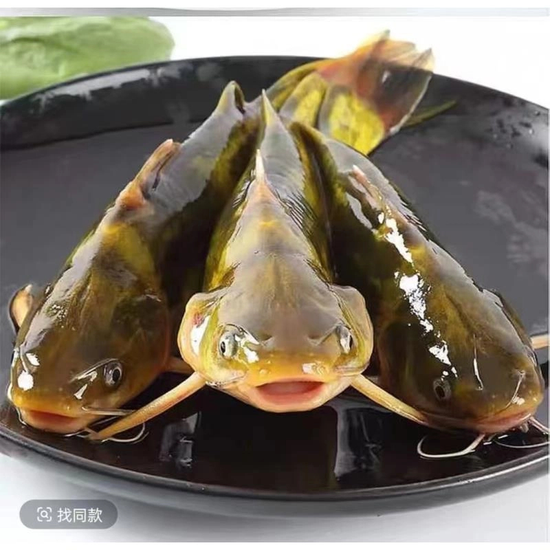 活体鱼四川黄骨鱼黄辣丁观赏水族淡水饲养