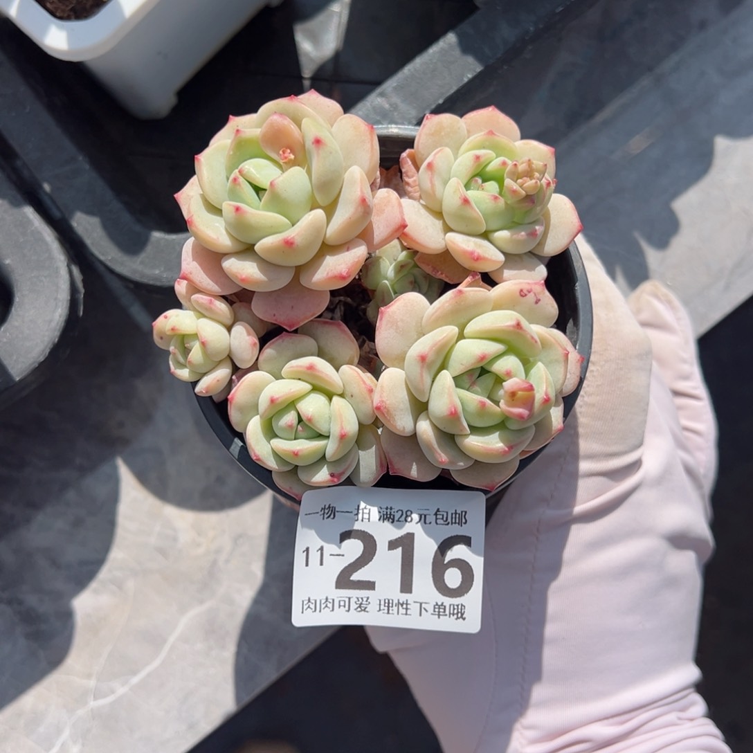 白底香草老桩多肉多肉多肉多肉