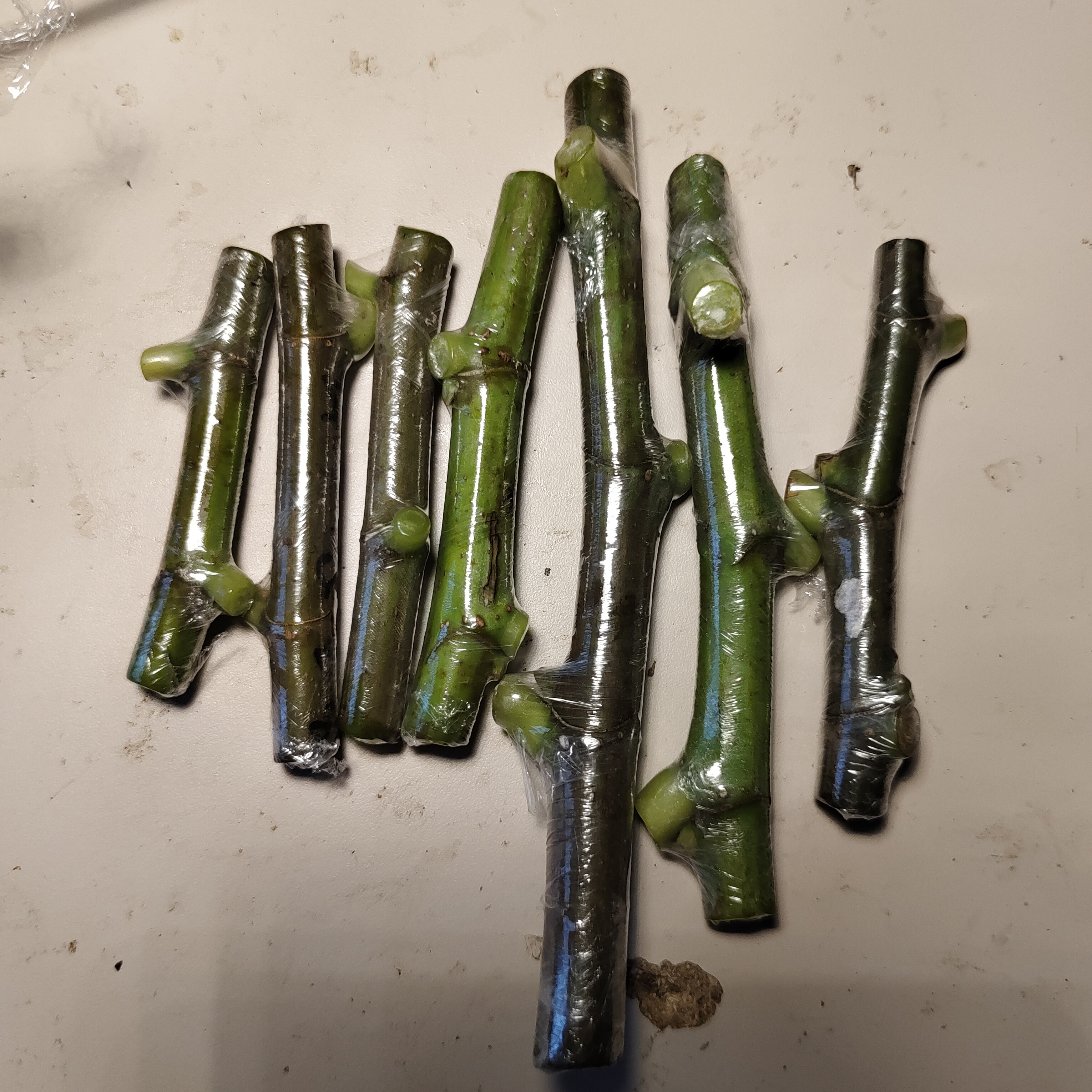 雨绿无花果，嫁接，繁育枝条嫩枝。一根两芽，