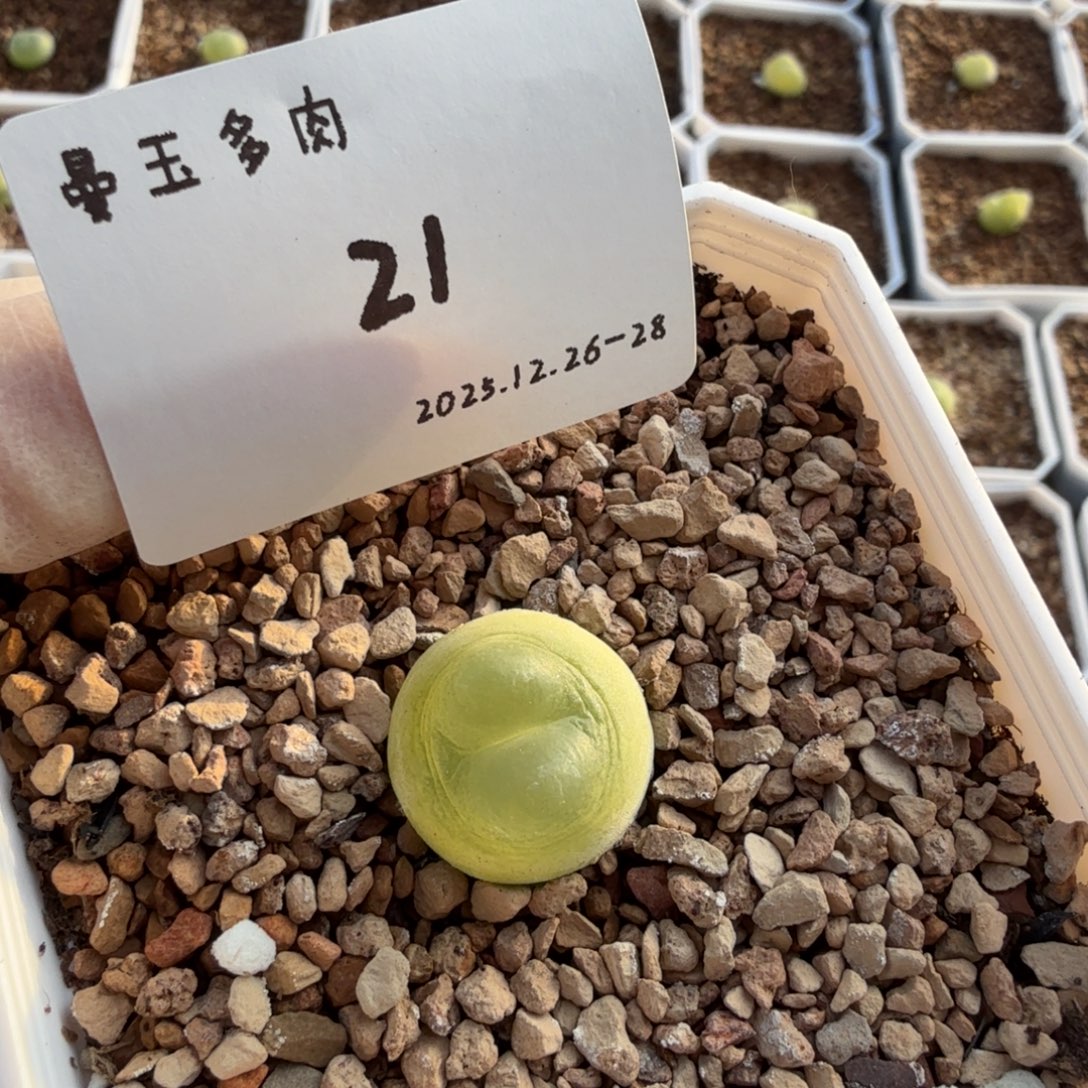 阿***韵多肉多肉多肉12-021