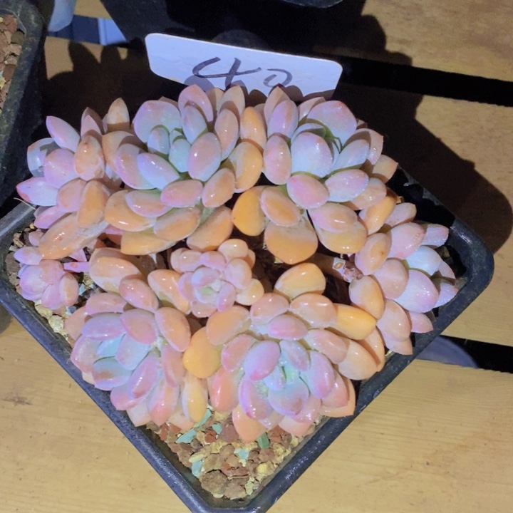 这么大岁数怎么会那么