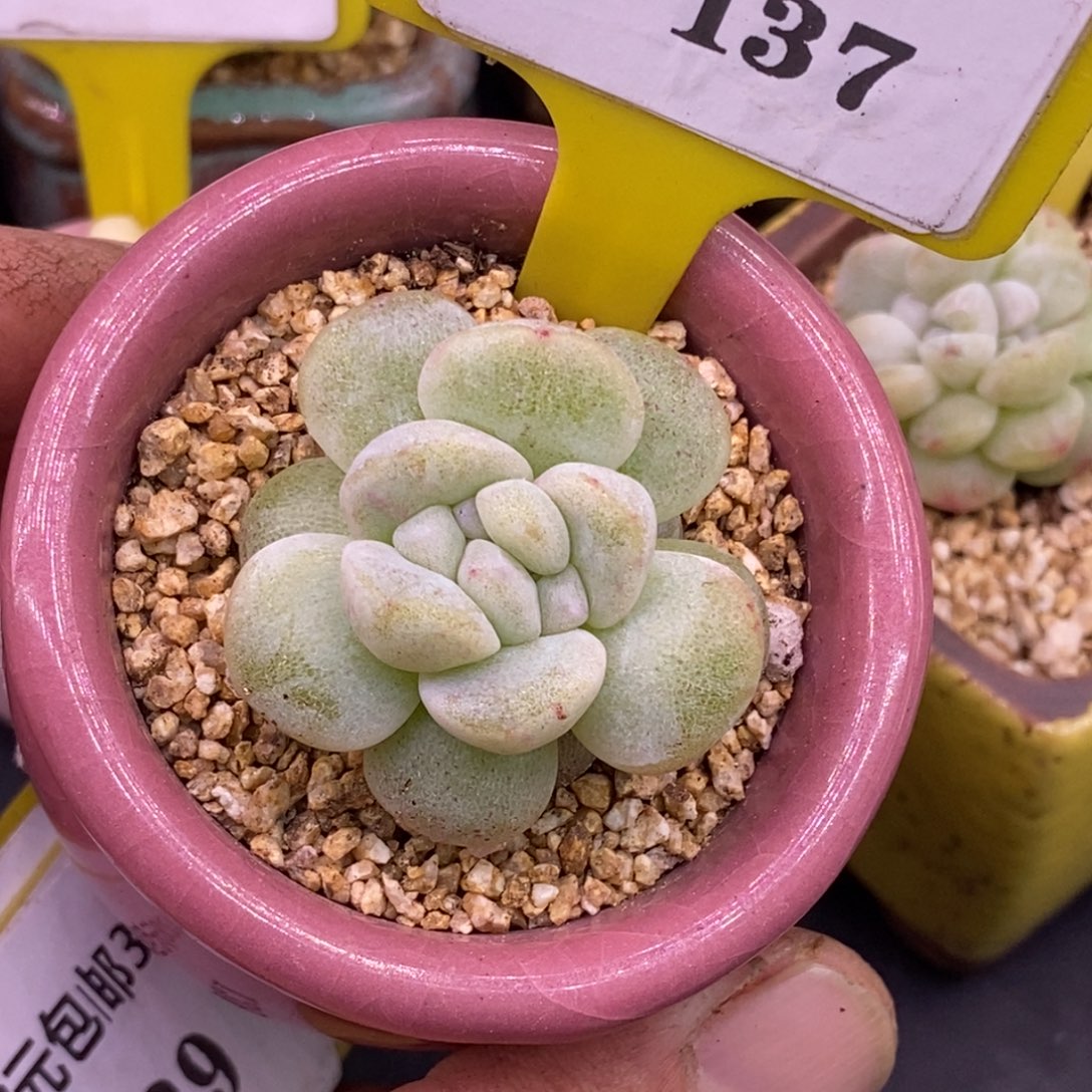 3137冰玉石化朵朵缀