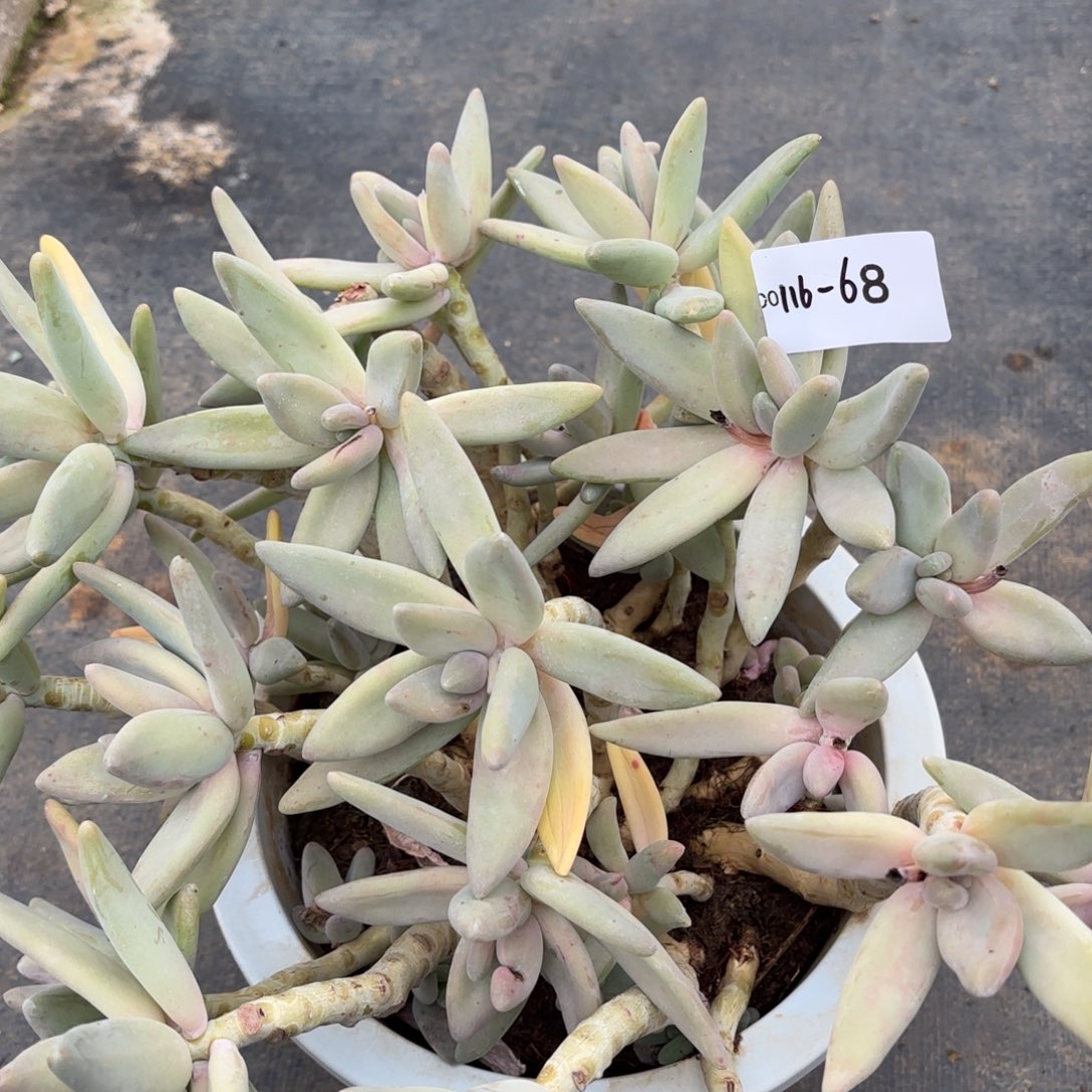 同温层多肉68香蕉美人