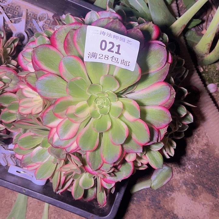 021黑魔锦多肉无根的