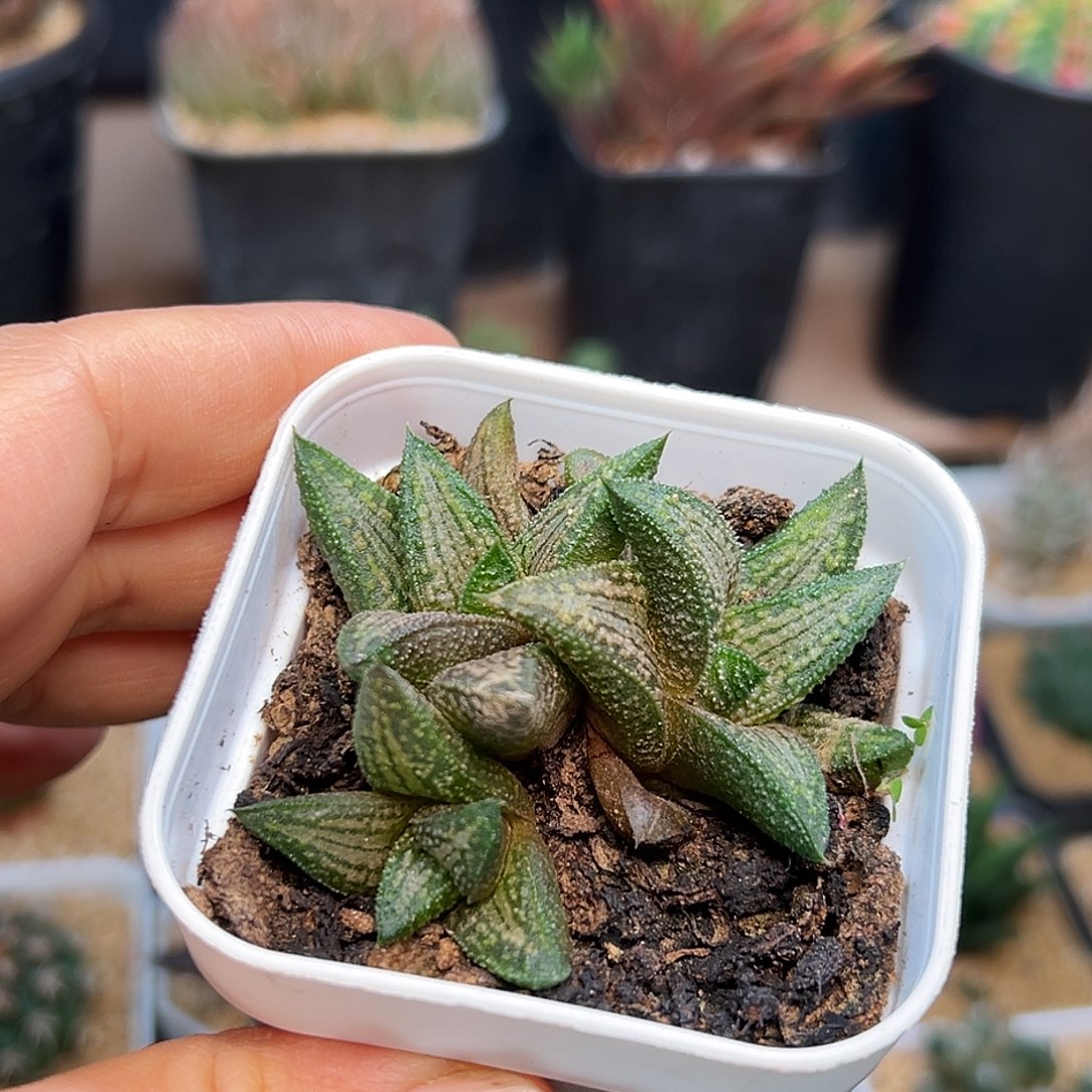 锦带桥硬叶十二卷