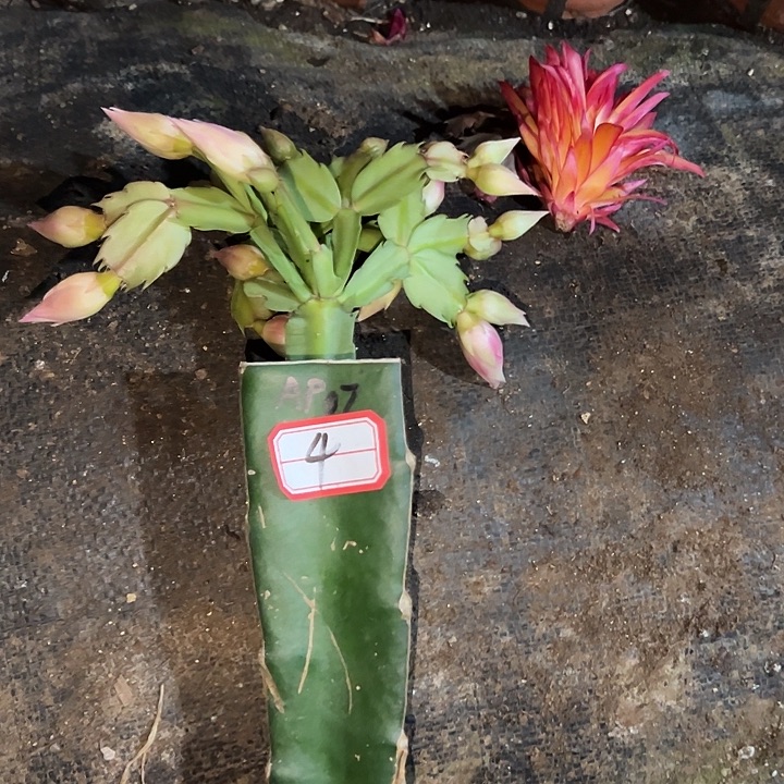 珍***珍，4号带盆aP07嫁接苗