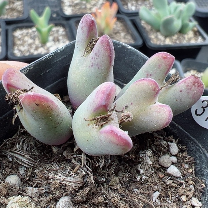 319干。1111111111111