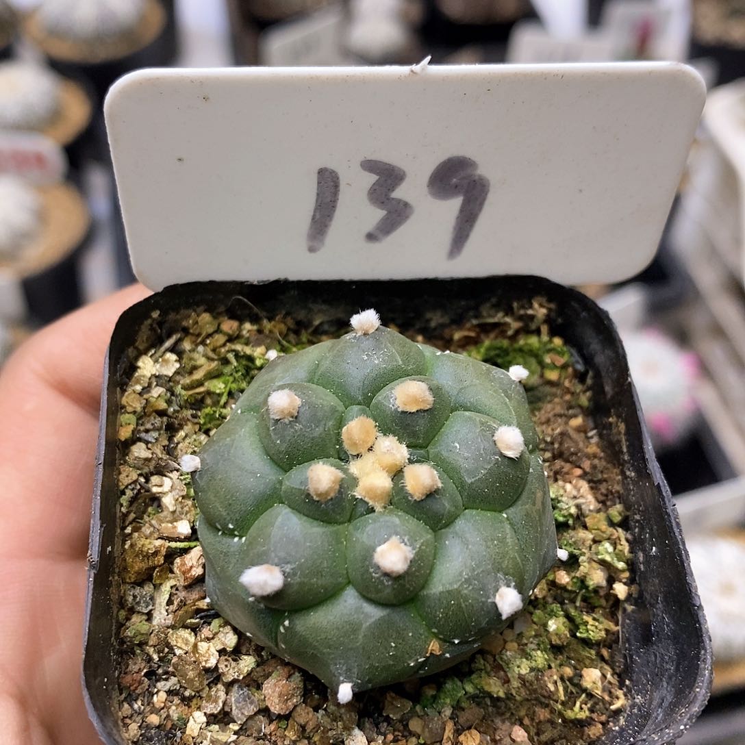 开播后我会在网上给