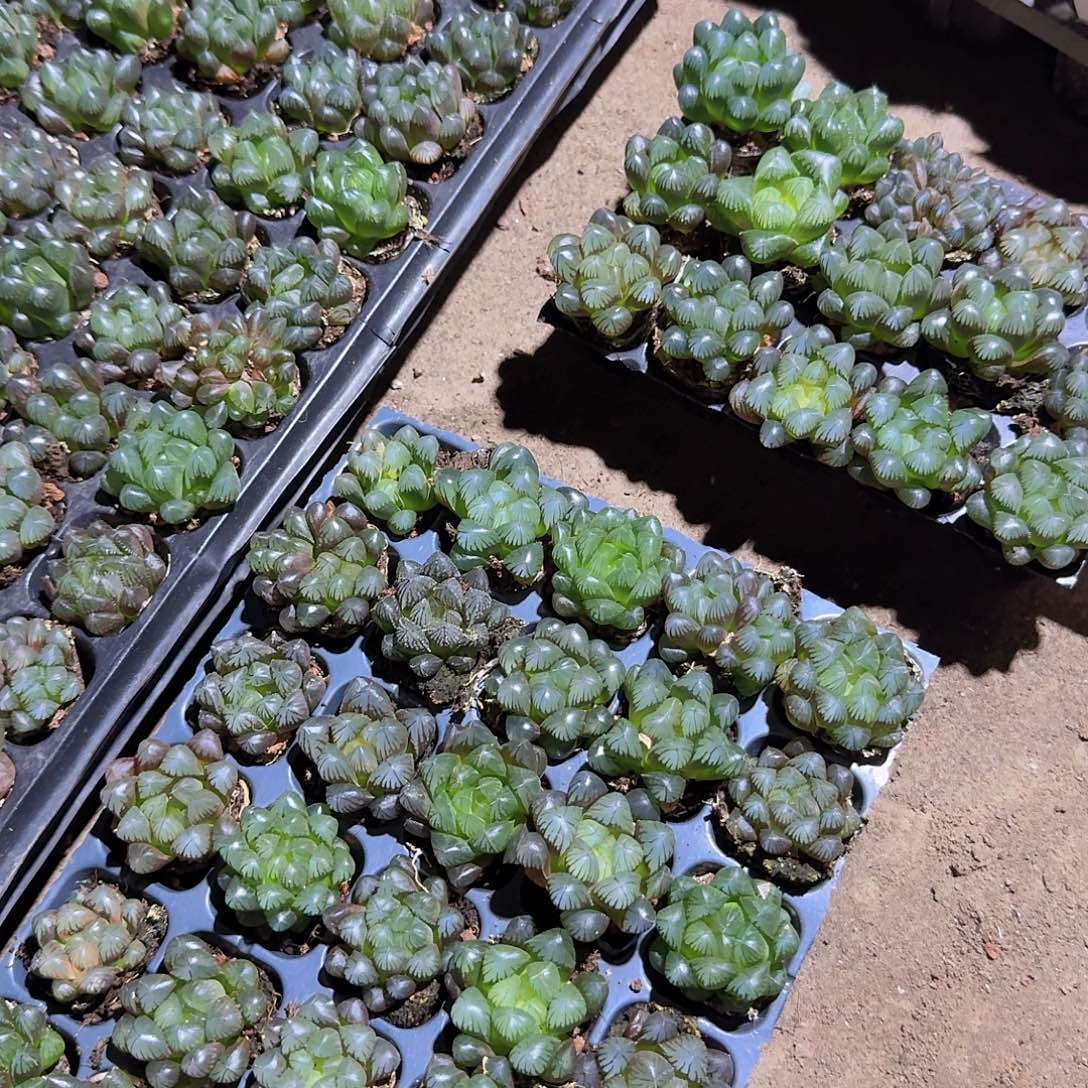 105孔玉露15颗带血盘量拍
