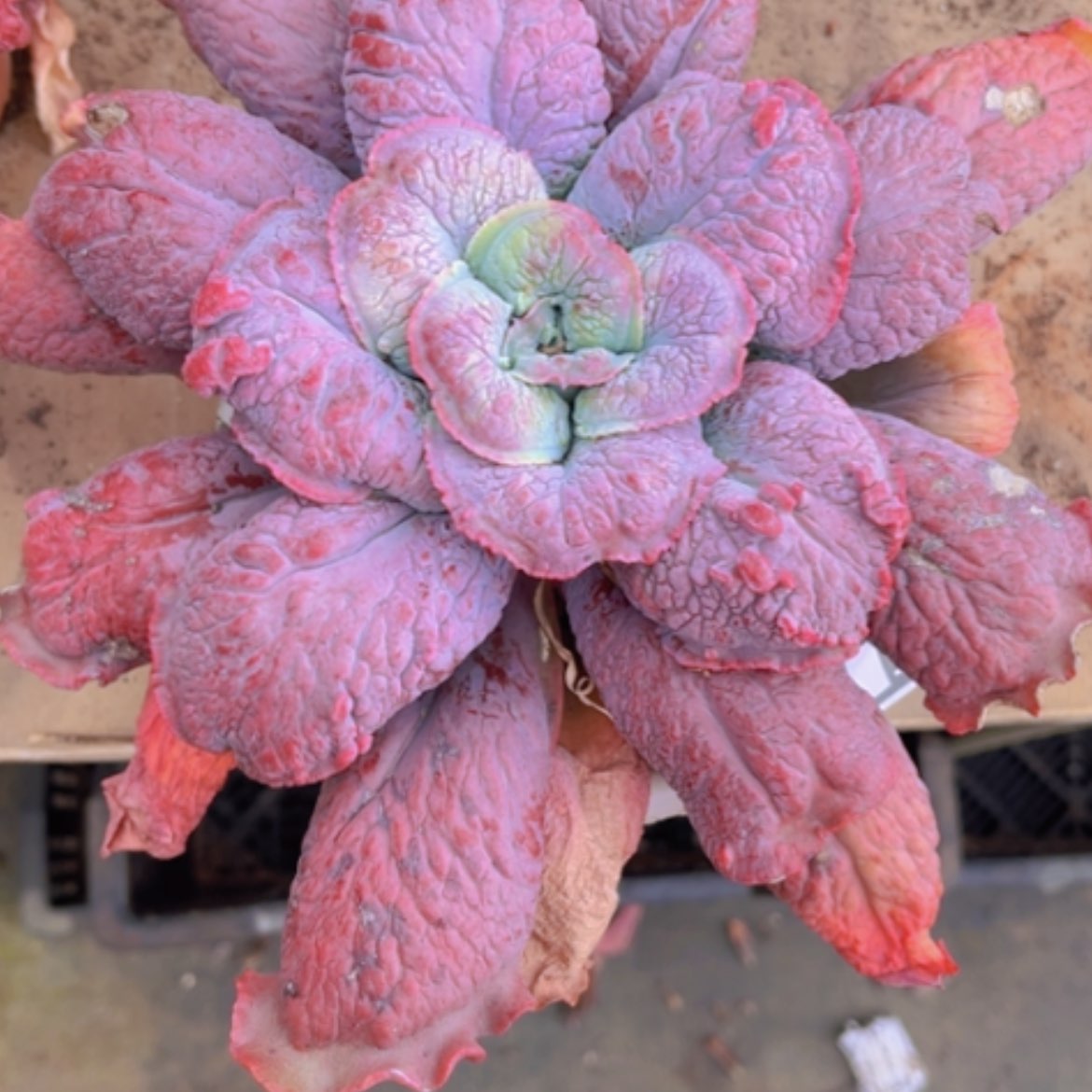 【闪购商品】男爵16168