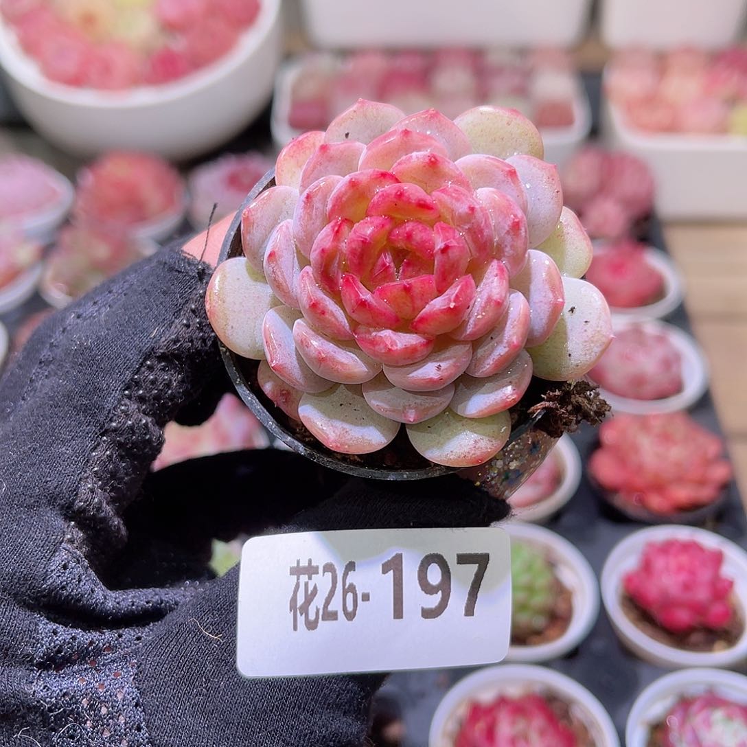 花利美26-197冰肌